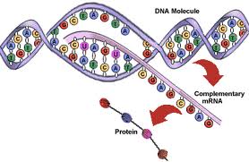 Stem Cell Therapy for Autism - The Autism Doctor