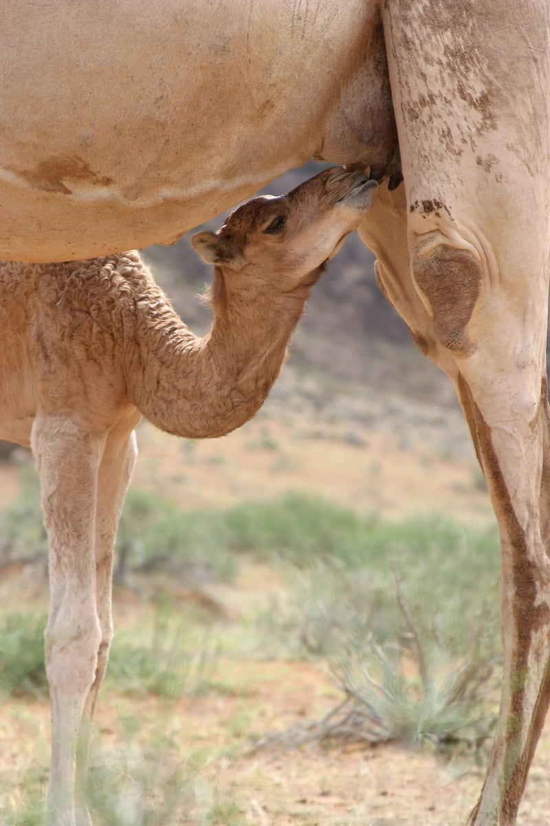 Camel’s Milk for Autism