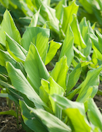 Turmeric plant