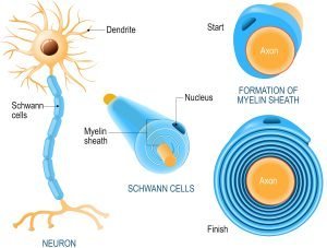 Cholesterol Vitamin D similarities